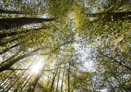 Los rayos del sol se cuelan en un bosque de hayedos en Artikutza.