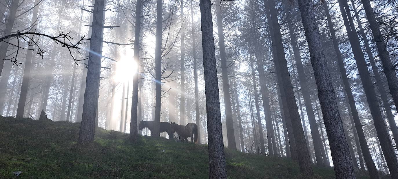 Arizmendi, hermoso rincón de Tolosaldea