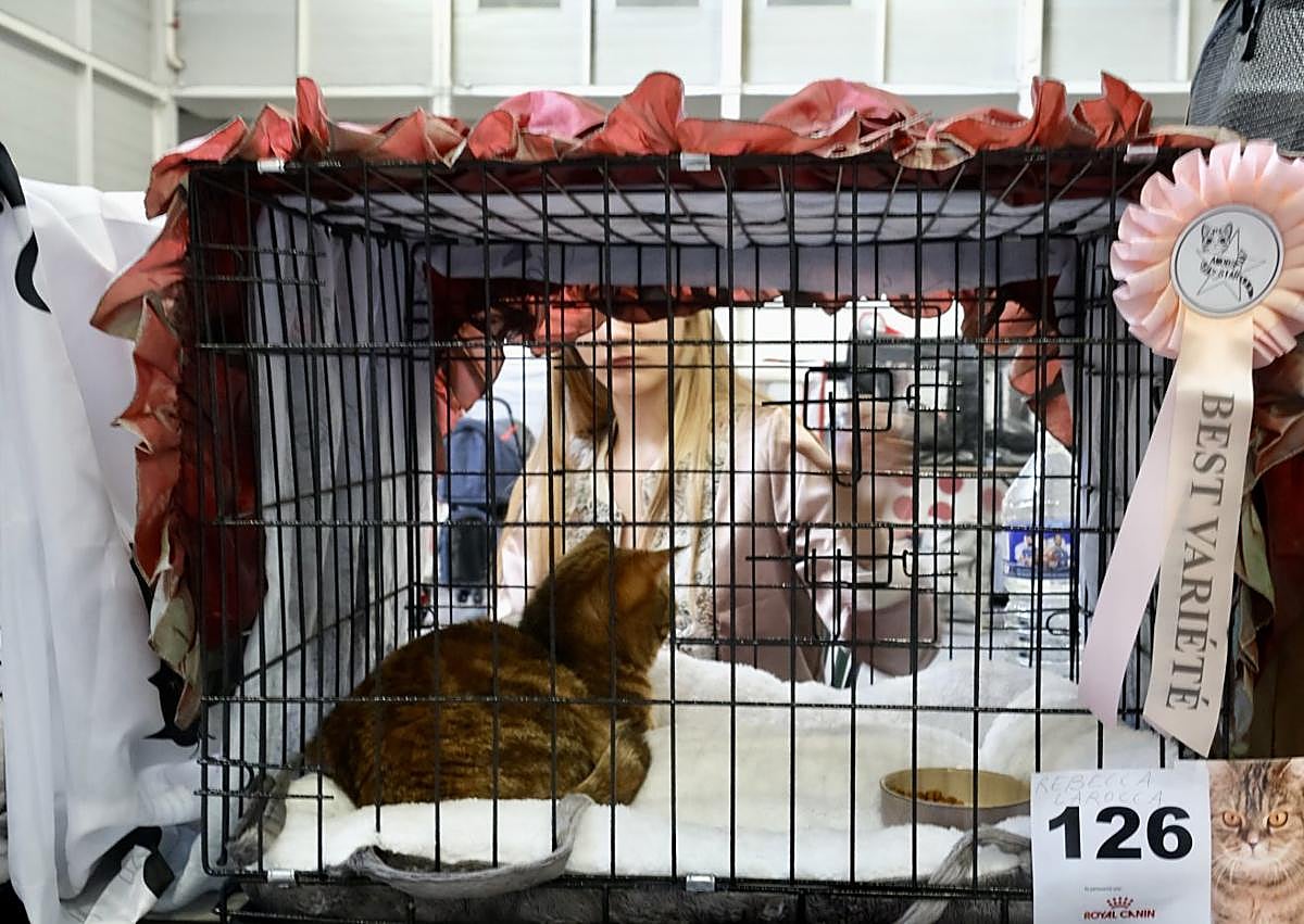 Imagen secundaria 1 - Los ejemplares de pelo largo, siempre entre los más destacados.