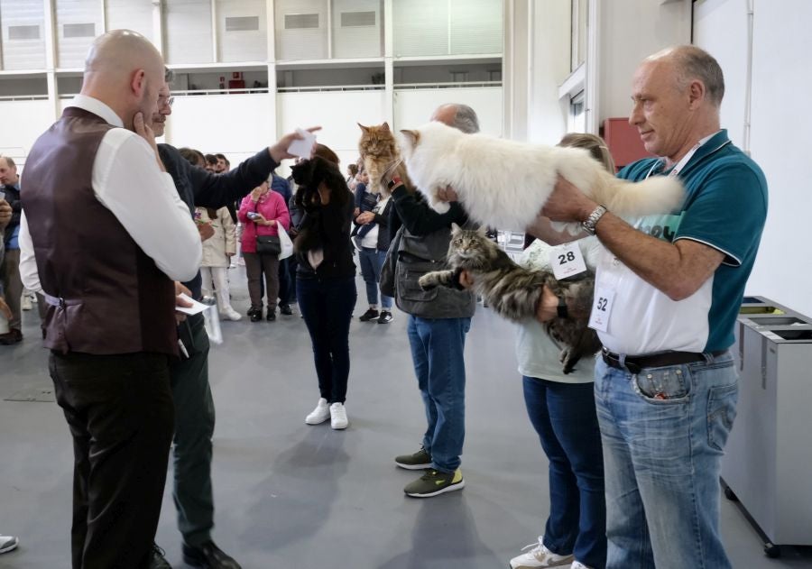 Exposición Felina en Ficoba