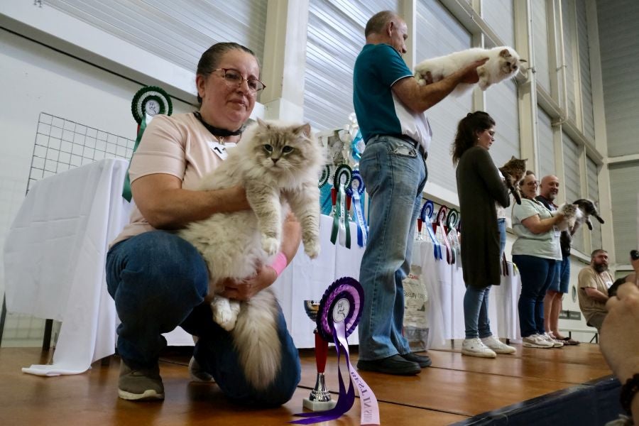 Exposición Felina en Ficoba
