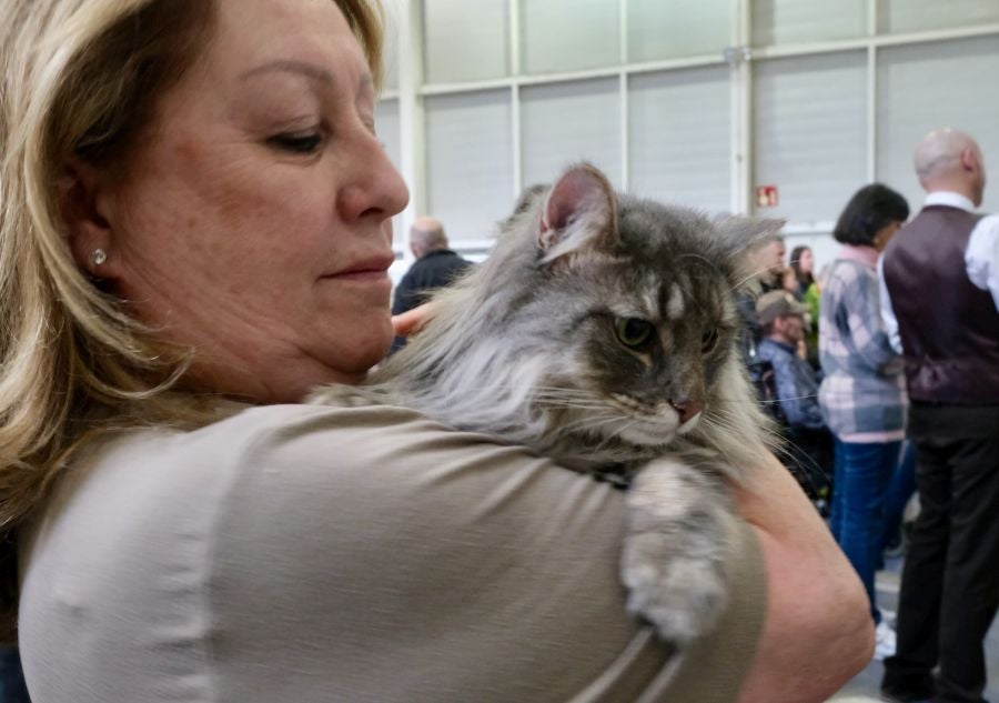 Exposición Felina en Ficoba