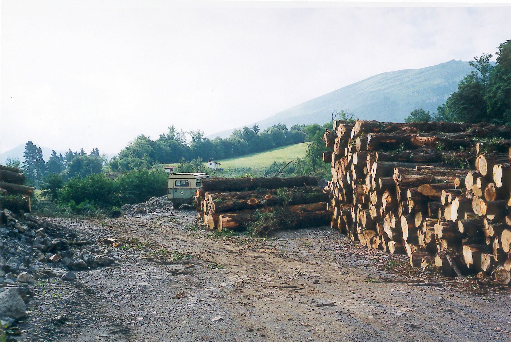 Troncos talados por una maderera de Gipuzkoa