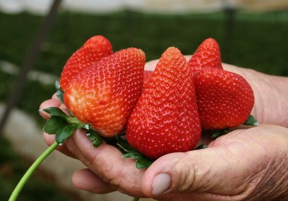 Las fresas, fuente de salud primaveral