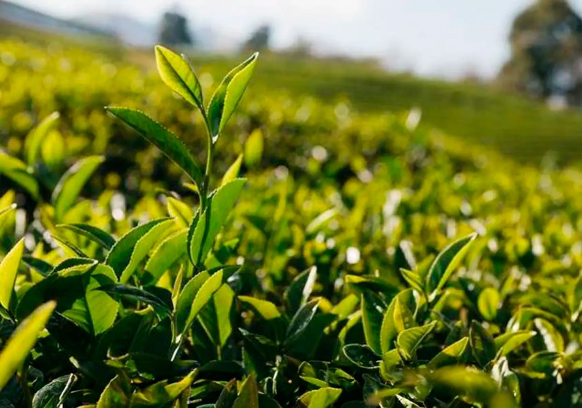 ¿Conoces la guayusa? El superalimento que mejora el estado de ánimo y la concentración