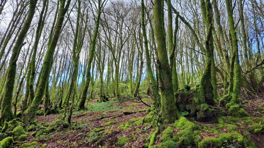 Irukurutzeta, siempre sorprendente