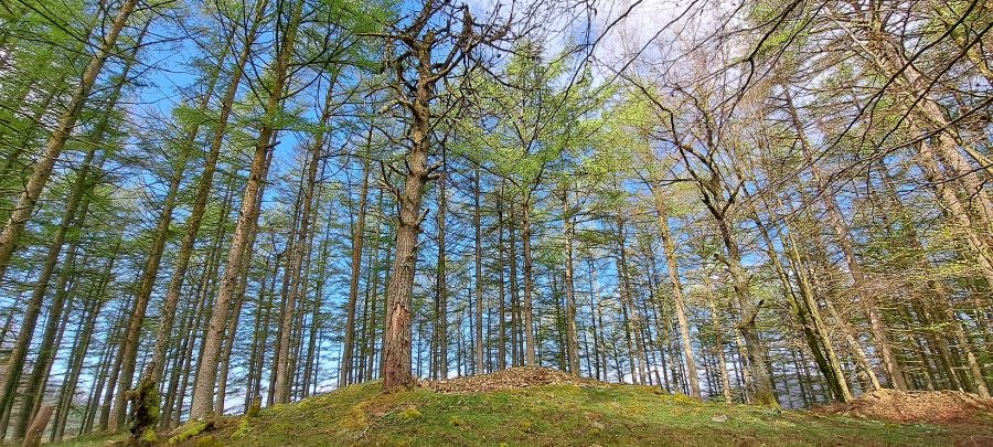 Irukurutzeta, siempre sorprendente