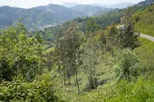 Plantación de Gipuzkoa en un monte de Gipuzkoa.