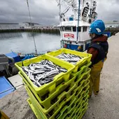 Más de un millón de kilos de anchoa en los puertos vascos, récord de la campaña