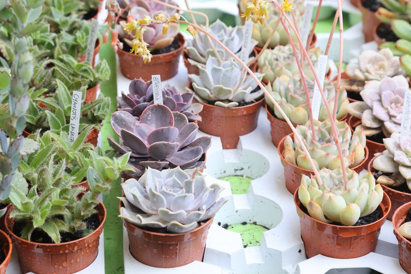 Miles de personas visitan la Feria de Plantas de Iturraran