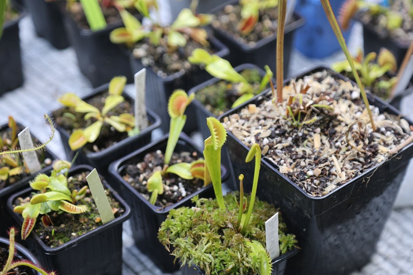 Miles de personas visitan la Feria de Plantas de Iturraran