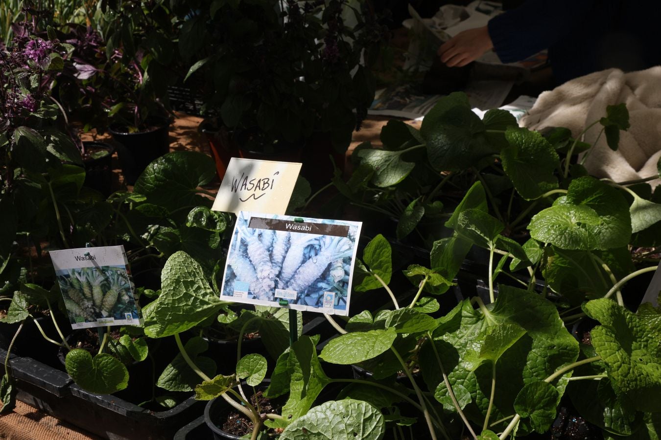 Miles de personas visitan la Feria de Plantas de Iturraran