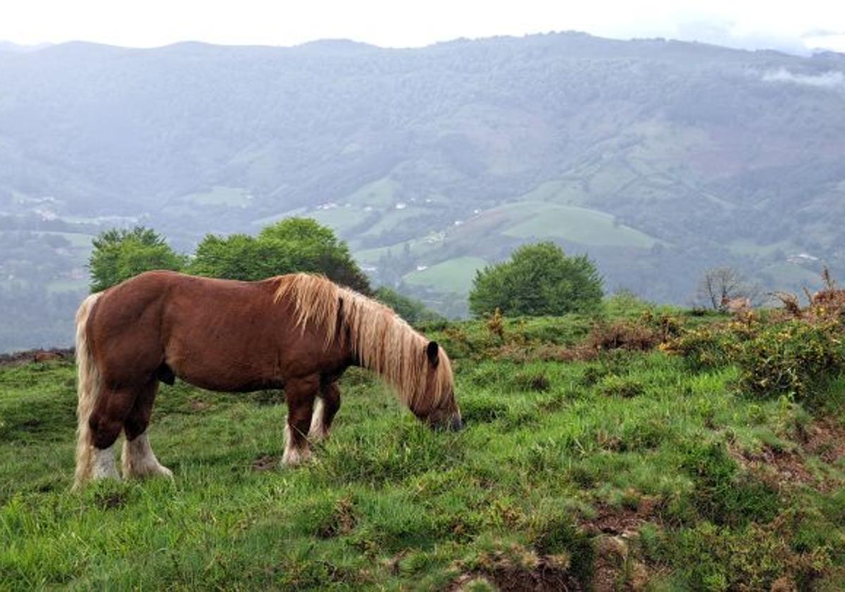 Imagen principal - Un hermoso caballo hace acopio de alimento ajeno a nuestra presencia (1). Roca que albergaba el buzón (2). Árbol la lado del camino que conduce a este monte (3).