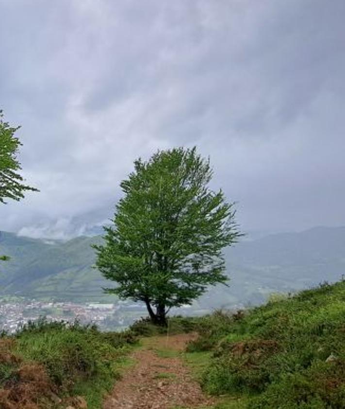 Imagen secundaria 2 - Un hermoso caballo hace acopio de alimento ajeno a nuestra presencia (1). Roca que albergaba el buzón (2). Árbol la lado del camino que conduce a este monte (3).