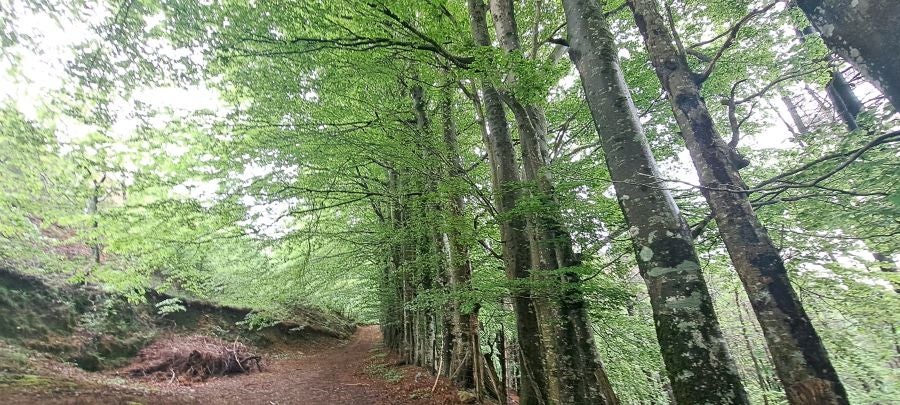 Baztarla: la melodía del monte sobre Leitza