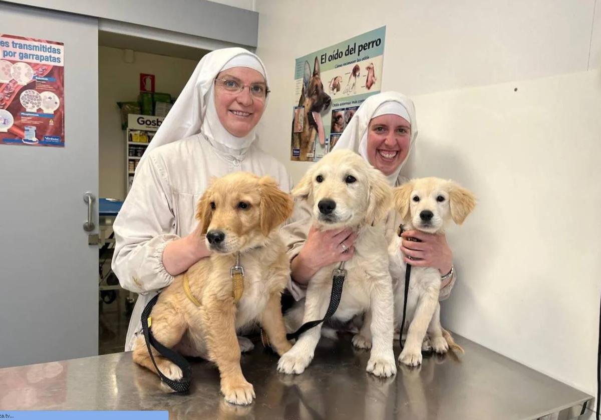 Denuncian el criadero ilegal de perros del convento de las clarisas rebeldes de Belorado