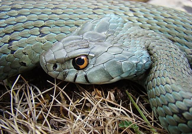 Ejemplar de culebra collar.