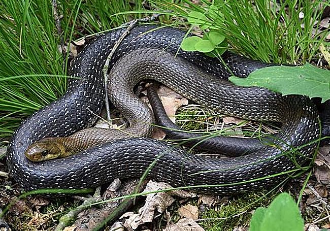 Ejemplar de culebra de escolapio.