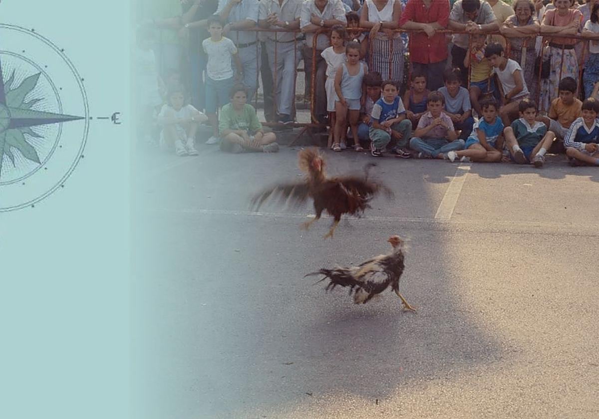 Cuando los gallos peleaban o les peleaban