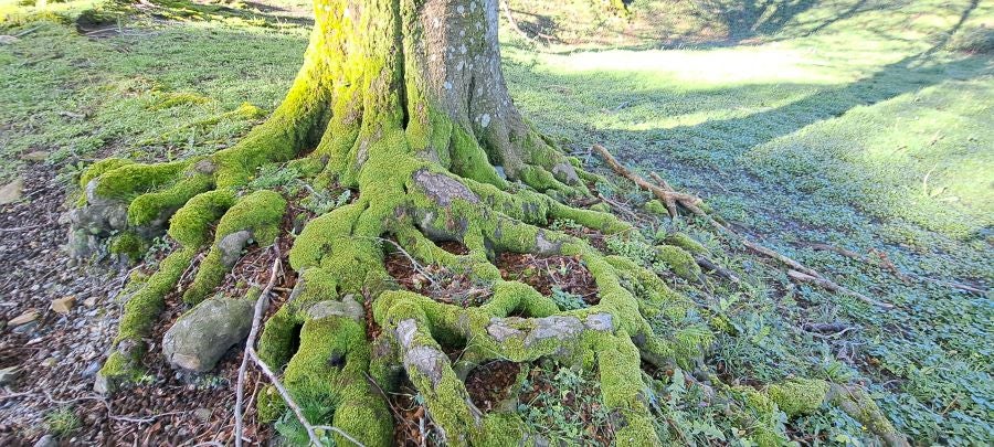 Ireber, muy popular entre los senderistas