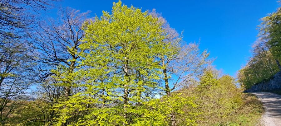 Ireber, muy popular entre los senderistas