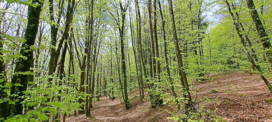 Ireber, muy popular entre los senderistas