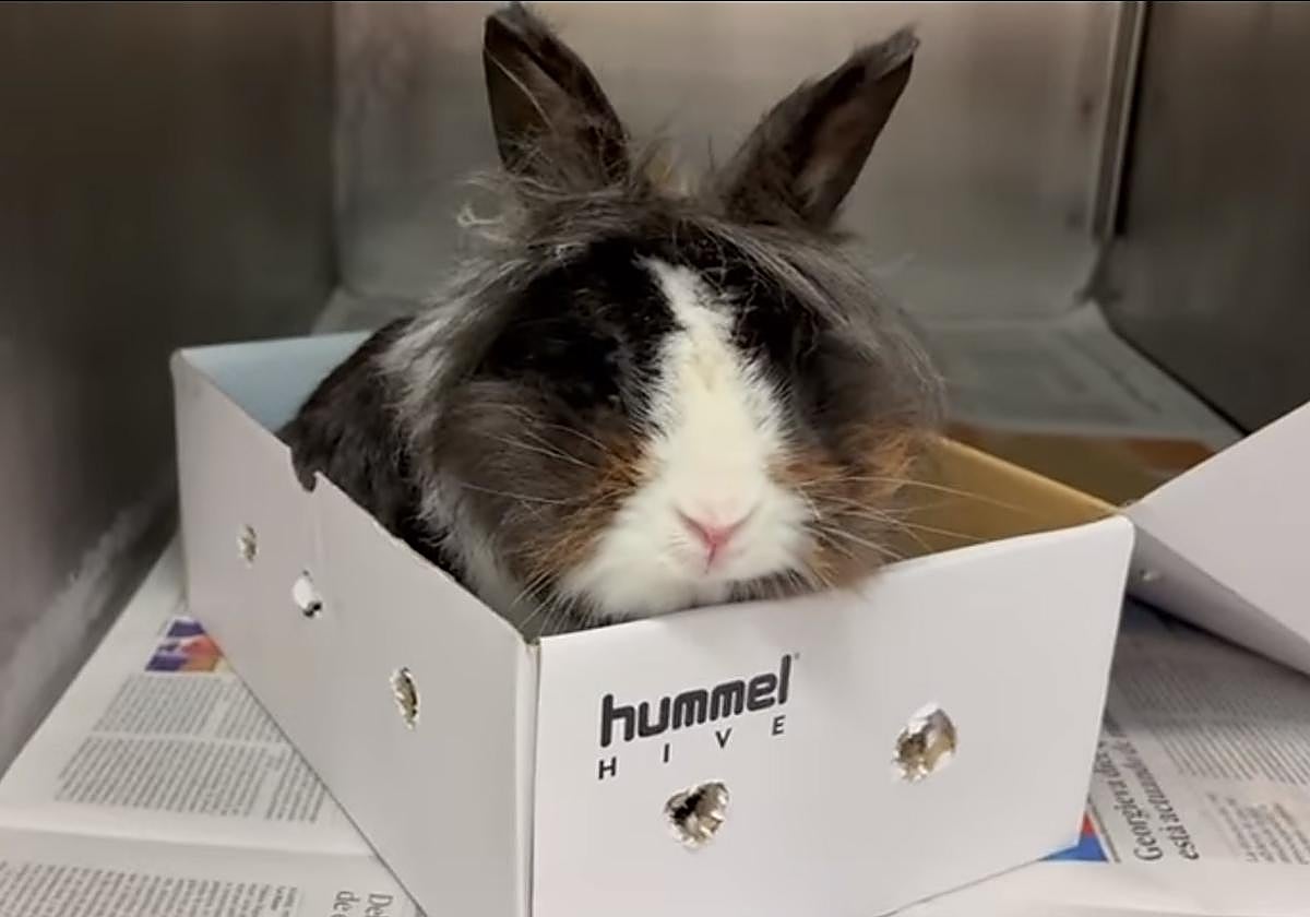 El conejo encontrado dentro de una caja y un contenedor en San Sebastián.