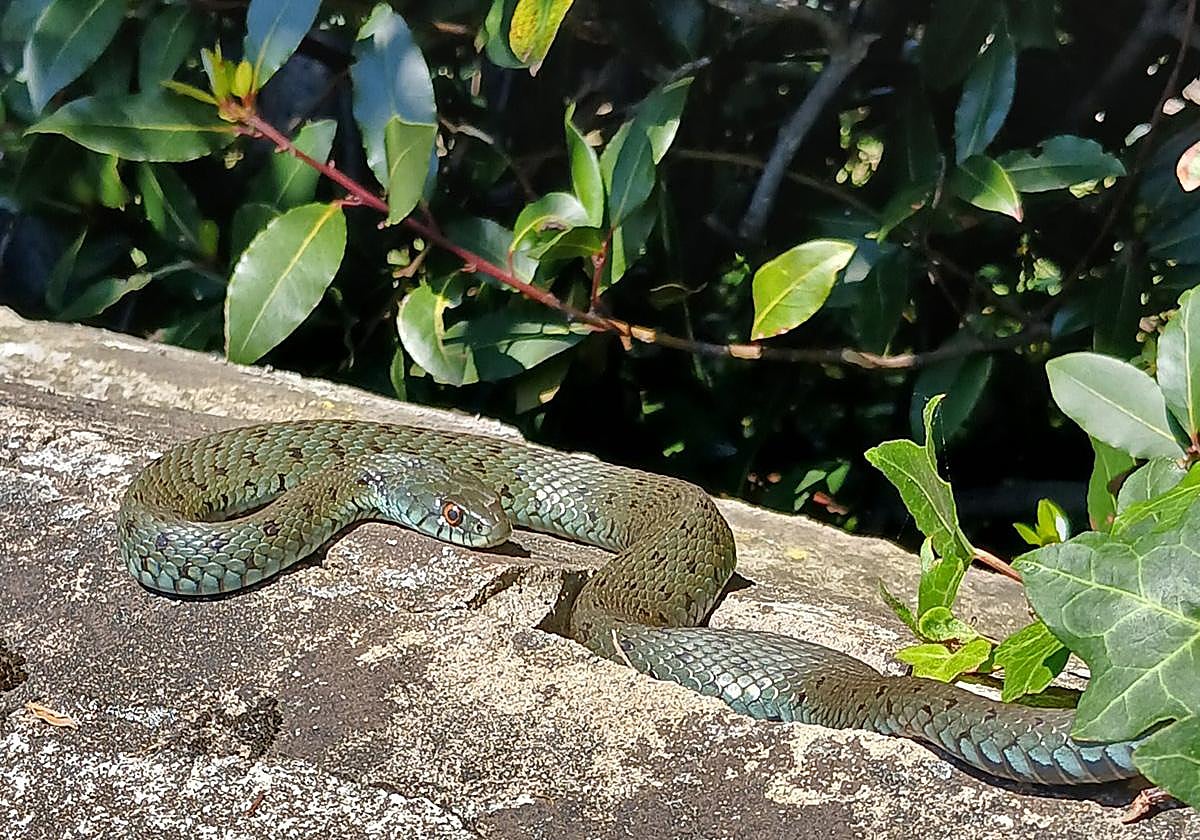 Culebra de collar observada cerca de la playa de Santiago de Zumaia el pasado 13 de mayo.