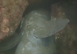 El cadáver de la hembra de tiburón peregrino se encuentra en el dique de Getaria, a unos diez metros de profundidad, entre dos rocas
