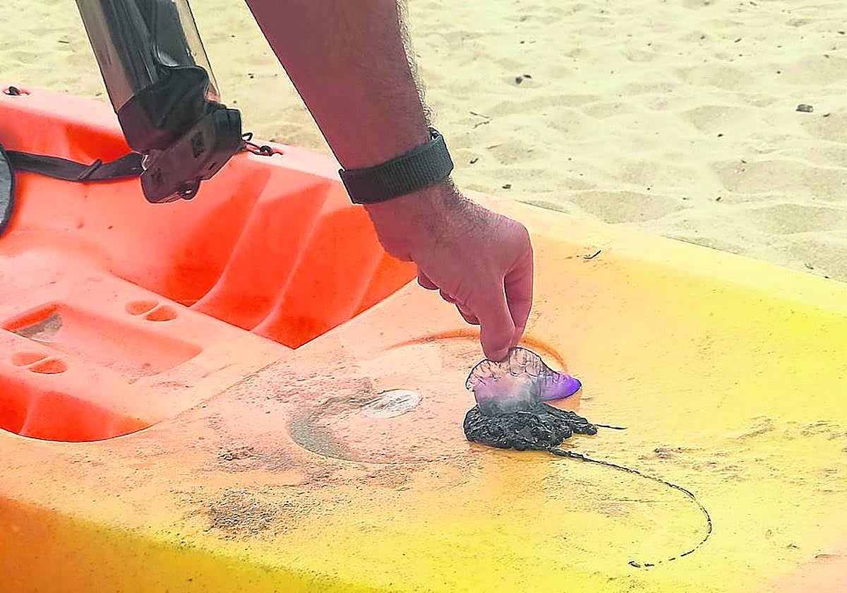 Un socorrista retira con su piragua un ejemplar de 'carabela portuguesa' en un arenal guipuzcoano.