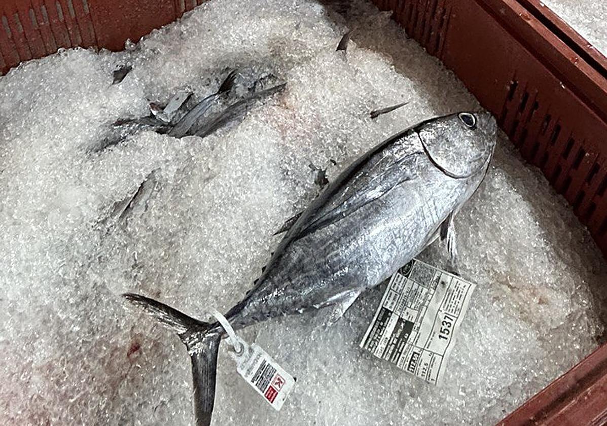 Esta especie cuenta con el sello Euskolabel que certifica la calidad.