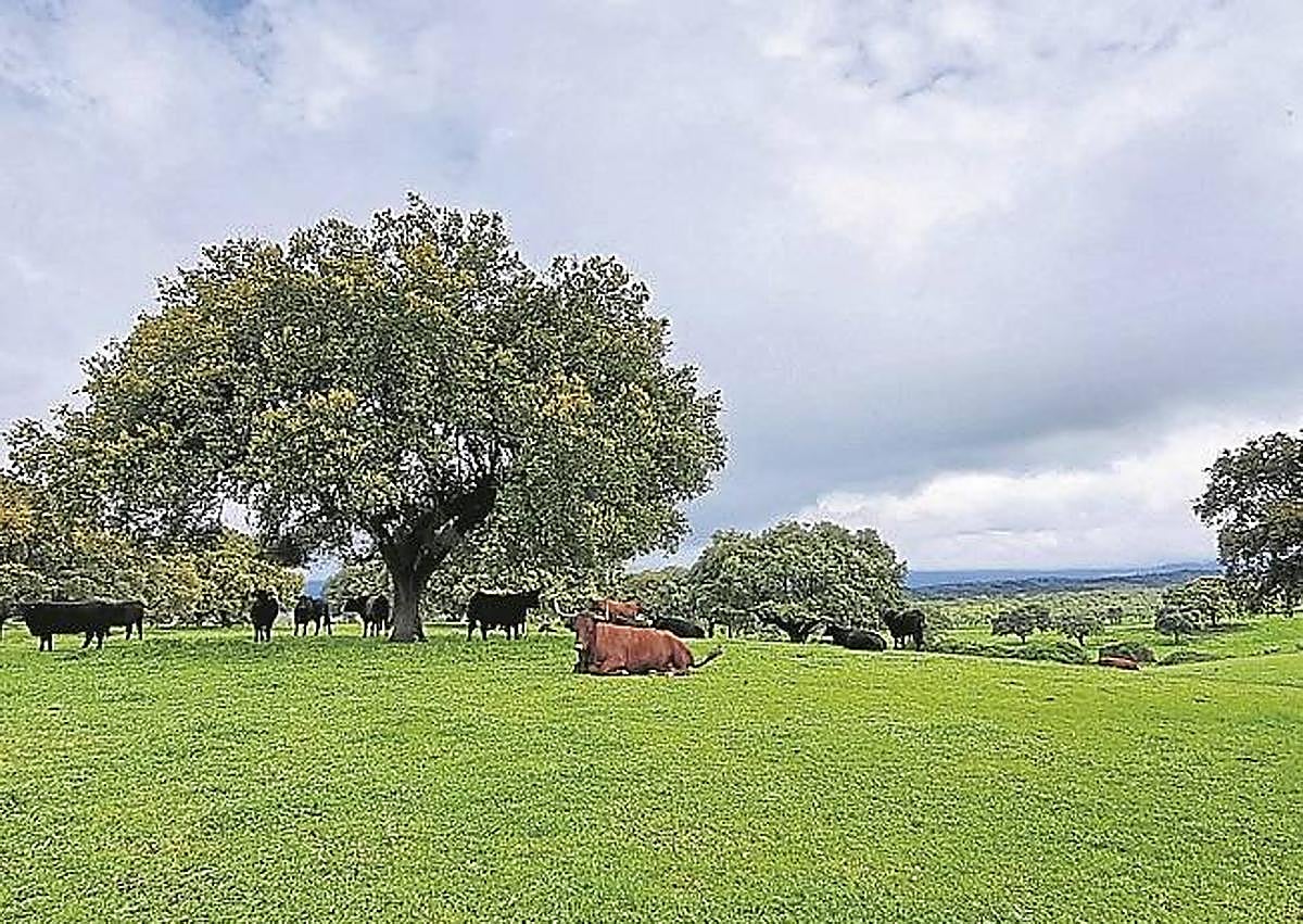 Imagen secundaria 1 - El paisaje de la dehesa repleta de olivos impresiona con el manto verde a sus pies. 
