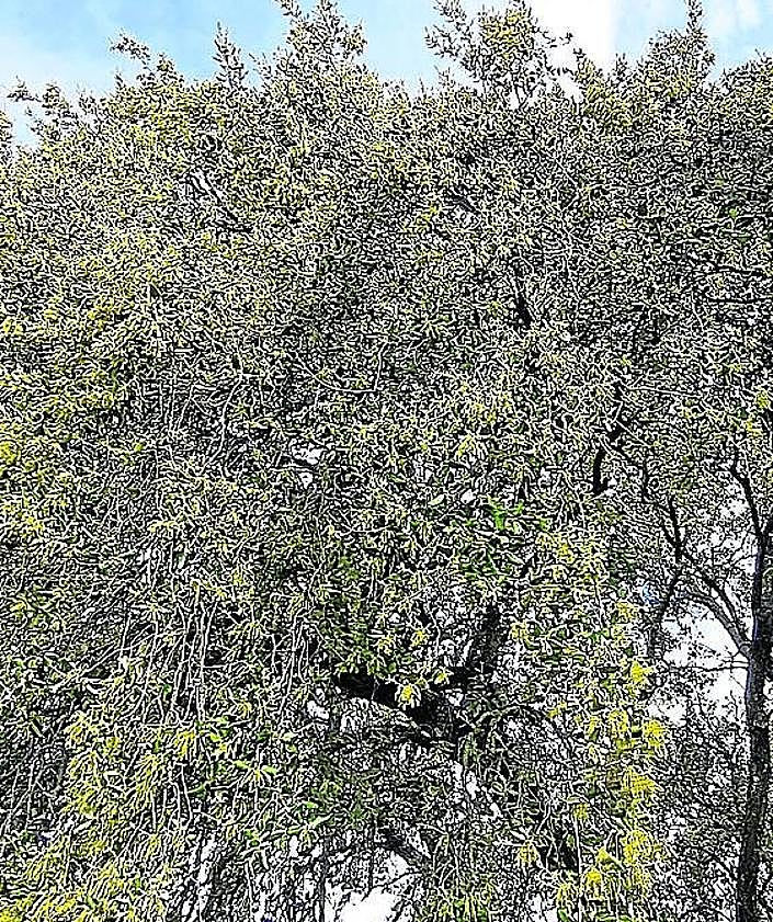 Imagen secundaria 2 - El paisaje de la dehesa repleta de olivos impresiona con el manto verde a sus pies. 