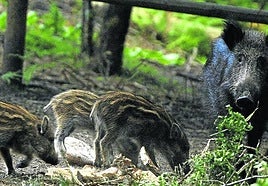 Urbasa, una macrogranja de jabalíes