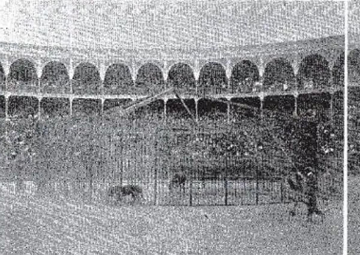 Imagen secundaria 1 - 120 años de la lucha de un toro y un tigre que terminó en un sangriento tiroteo