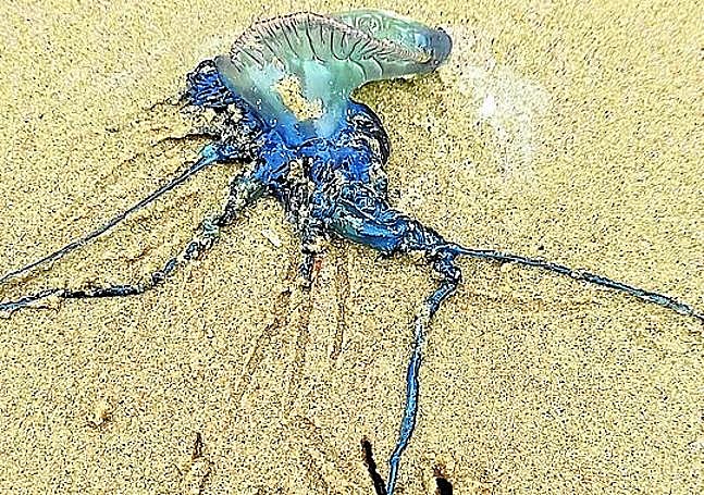 Un ejemplar de la 'falsa medusa' aparecido en la playa de La Concha durante el verano pasado.