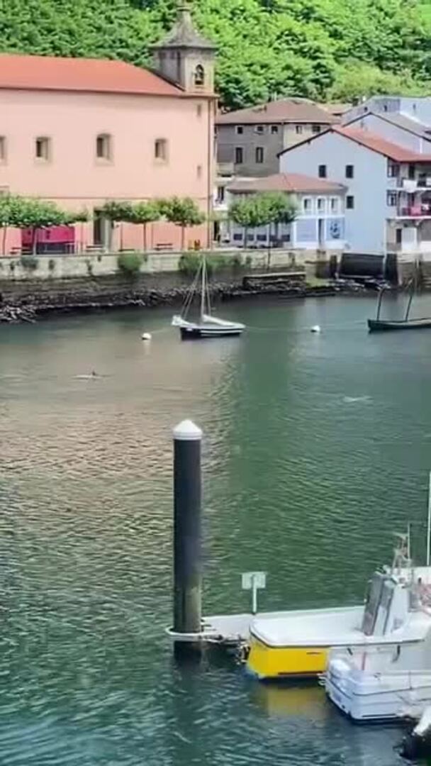 Un grupo de delfines nada por las aguas del puerto de Pasaia