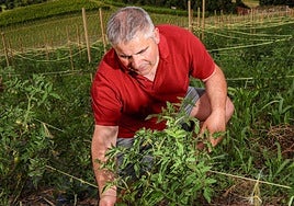 Jaime Burguña observa el estado de su plantación de tomates en Getaria.