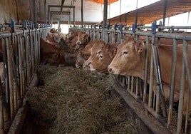 El virus de las vacas afecta al 70% del ganado de Gipuzkoa.