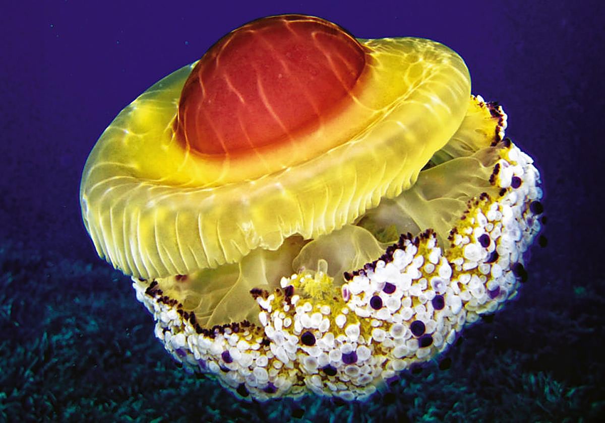 La llamativa medusa 'huevo frito' que ha llamado la atención en las costas alicantinas.