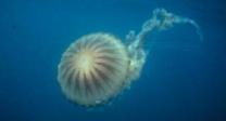 Chrysaora hysoscella
