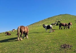 Un nutrido grupo de yeguas pastan en un lado de Txaruta mientras sus potros descansan al sol, bajo la atenta mirada del espectacular caballo.