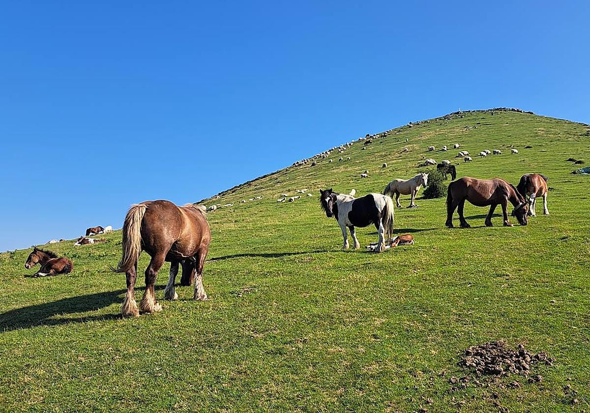 Un nutrido grupo de yeguas pastan en un lado de Txaruta mientras sus potros descansan al sol, bajo la atenta mirada del espectacular caballo.
