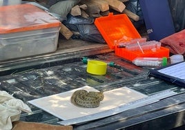 Expertos de Aranzadi analizan una de las serpientes halladas en los montes vascos.