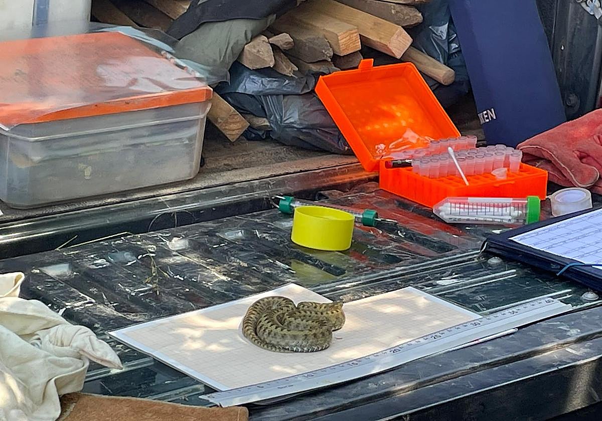 Expertos de Aranzadi analizan una de las serpientes halladas en los montes vascos.