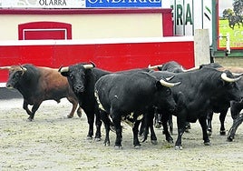 Los toros de la ganadería salmantina de Loreto Txarro, ya en Azpeitia.