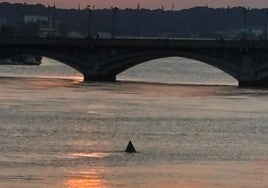 La aleta del presunto tiburón, cerca del puente Saint-Esprit de Baiona.