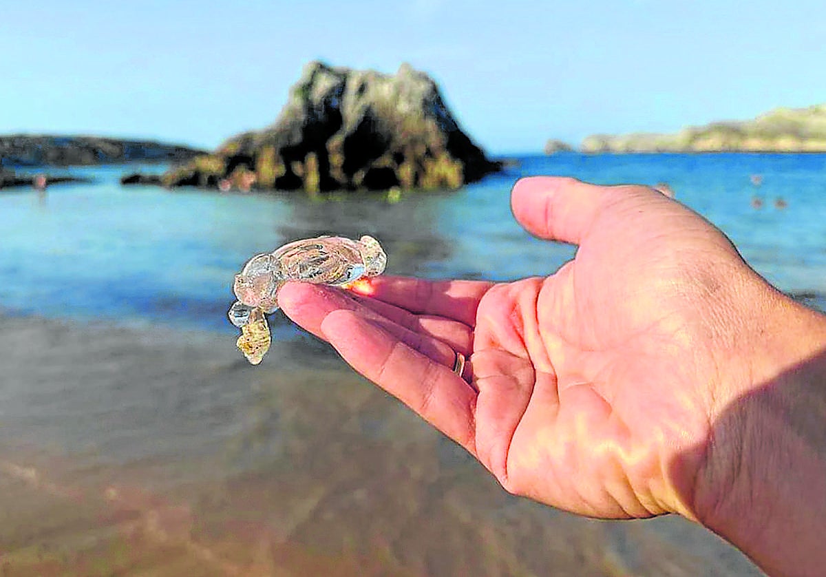 Ejemplar. Una de las salpas que se dejó ver este miércoles en la playa cántabra de San Juan de la Canal.