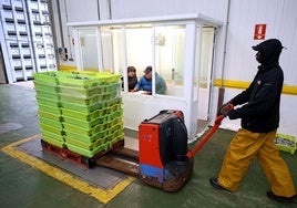 Pesca de anchoa en la lonja pesquera de Getaria