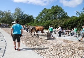 Idi dema erakustaldi bikaina eskaini zuten hilerriaren goiko aldeko plazan.